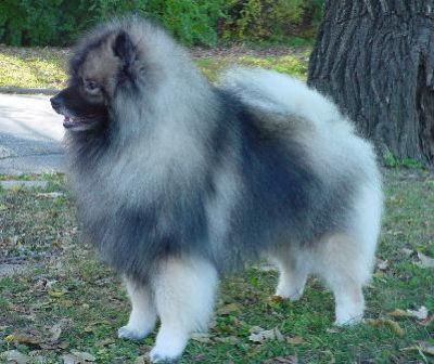 Tux at 4 years in America