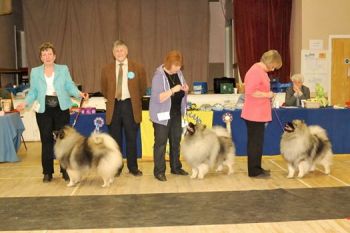 Wolfie winning Best dog N of E Keeshond Feb show