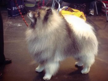 Tux 2nd Veteran dog Crufts 2014