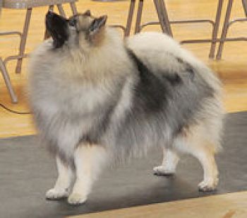 Bella